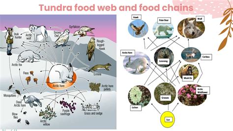 Tundra Food Web Diagram