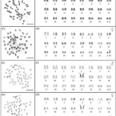Metaphase Chromosome Plates And Karyotypes Of Male A B And E F And Download Scientific