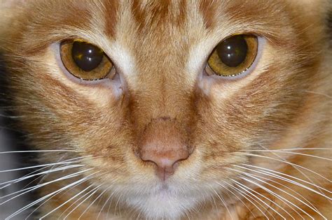 Free Images Animal Pet Kitten Close Up Nose Whiskers Snout Eye