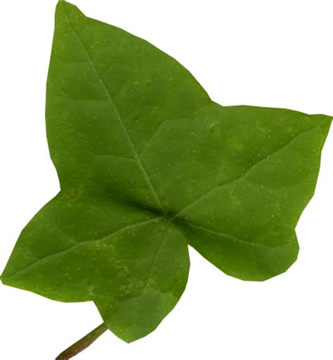 Top 100 Pictures Pictures Of Ivy Leaves Updated
