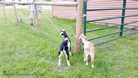 Basically you have two choices when it comes to installing an electric fence for goats: How To Train Your Goats On Electric Goat Fencing