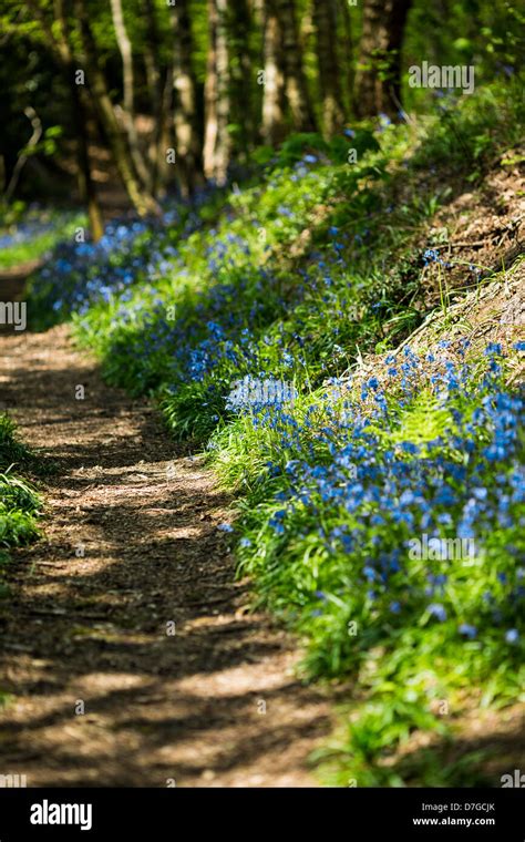 A Path Through Bluebell Woods Surrey Hills England Stock Photo Alamy