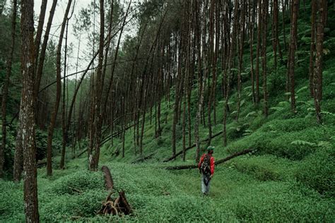 Beautiful Pine Forests In Tropical Indonesia Indonesia Travel