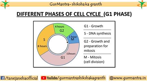 G Stage Of Cell Cycle Interphase Of Cell Cycle Cell Biology Youtube