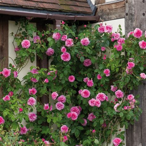 Ten Best Climbing Roses For Your Garden