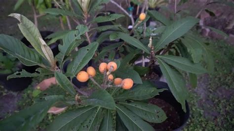 Dwarf Loquat Fruit Tree In Container Fruit Trees Fruit Trees In