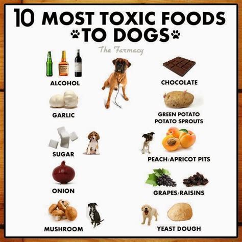 Printable List Of Toxic Foods For Dogs We Have Curated A List Of All