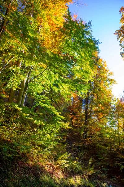 Maple Forest Forest Walk In Autumn In Neuschwanstein Castle Germany