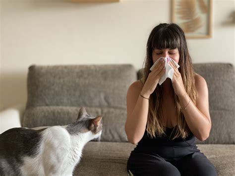 C Mo Combatir La Alergia A Los Gatos La Era Gatera