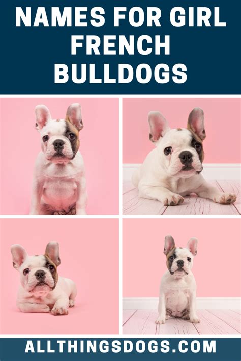 For Girl French Bulldog Names We Love The Idea Of Using