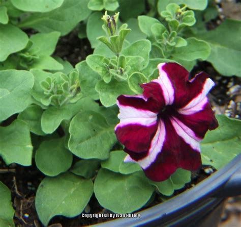 Petunia Tritunia™ Crimson Star In The Petunias Database