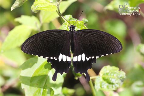 Papilio Polytes Thai Butterfly Trips