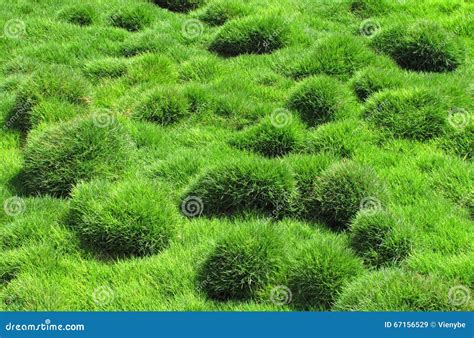 Decorative Green Plaster Texture On The Wall Background Stock Photo