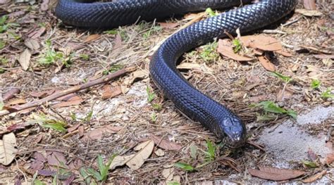 Twelve Eastern Indigo Snakes Released Today Morning Ag Clips