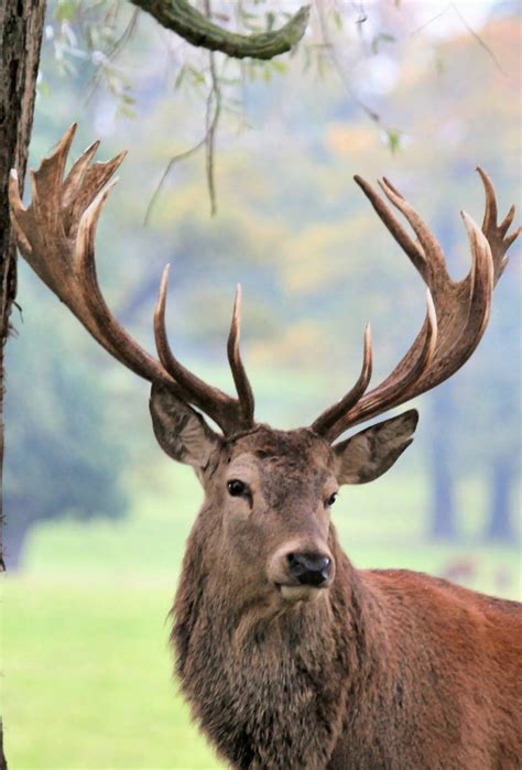 Pin By Ms Bodoni On Red Deer Fallow Deer Deer Photos Animals Wild