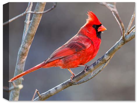 Cardinal Sitting On A Branch Canvas Art Plus