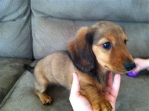 Akc Longhaired Miniature Dachshund Puppies 8 Weeks Old For Sale In
