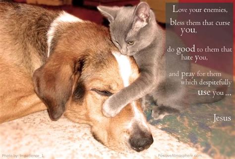 Pin By Michele Drum On Quotes Inspiration And Advice Cat Cuddle Dog