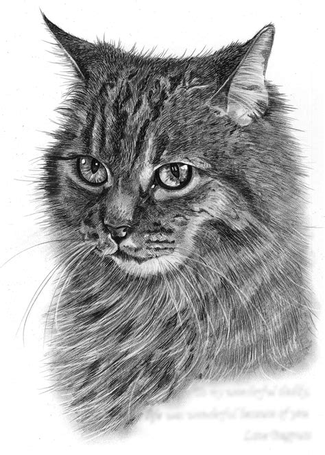 Pencil Drawing Of Cat In Loving Memory Pencil Sketch Portraits