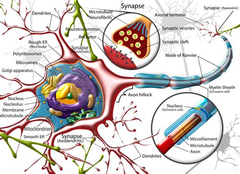 Neuron Diagram Straight From A Scientist