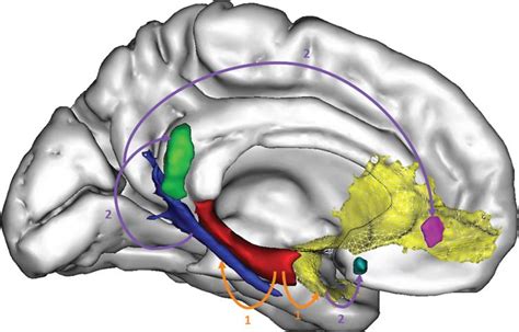 Multimodal Neuroimaging In Alzheimers Disease Early Diagnosis