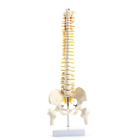 Buy DBSCD Spinal Model CM Tall Mini Spine Model Skeleton Large Vertebrae Intervertebral Disc