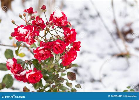 Beautiful Red Roses Covered First Snow Stock Image Image Of Leaf