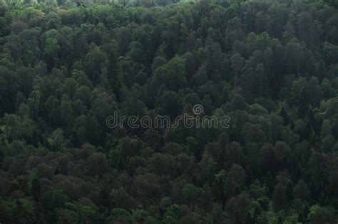 Green Dense Summer Forest Top View Beautiful Screensaver Of Coniferous