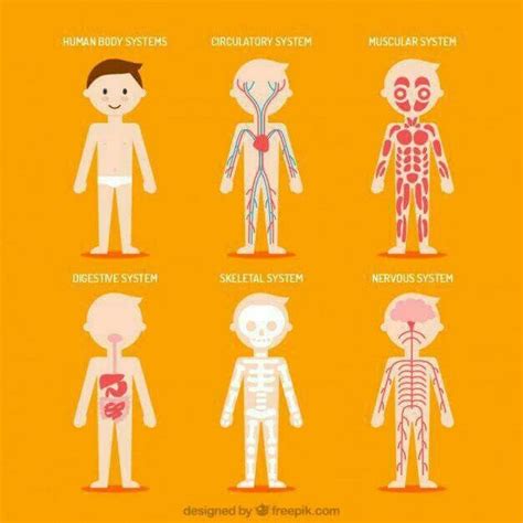 Pin By Carolina Cornejo On Ciencias Human Body Systems