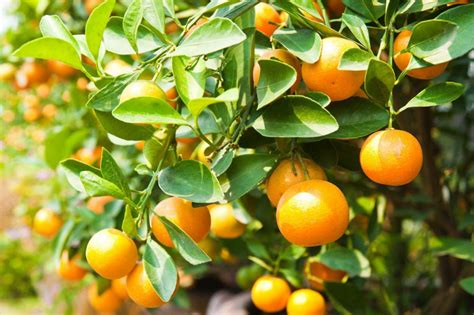 How To Avoid Yellow Leaves On Citrus Trees Sumogardener