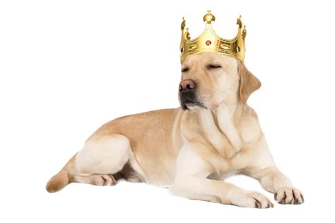 Premium Photo Dog Breed Labrador In A Crown