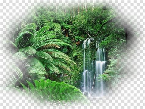 Tree Of Life Tropical Forest Amazon Rainforest Tropical Rainforest