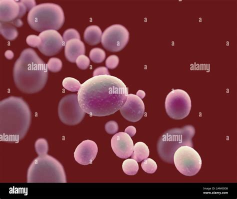 Candida Auris Fungus Illustration Stock Photo Alamy