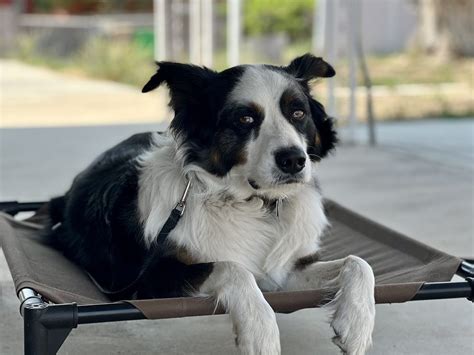 Happy Hound Happy Home Dog Training And Rehabilitation Salida