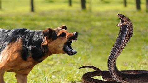 Dog Vs Snake King Cobra Fighting Dog Fight To Live Who Will Win
