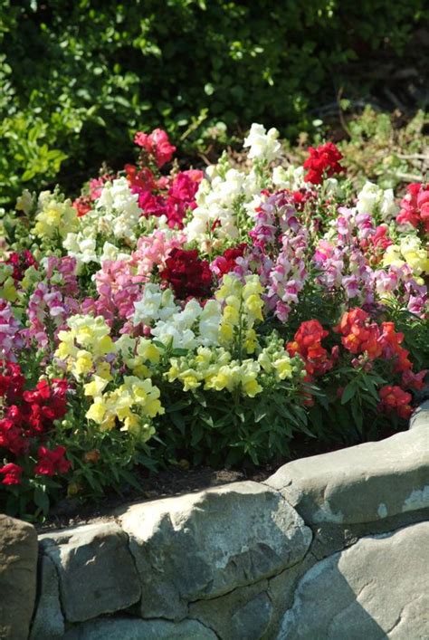 Snapshot (file format) or snp, a file format for reports from microsoft access. Snapdragon antirrhinum majus Snapshot Mix | Lucas Greenhouses