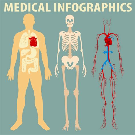 Medical Infographic Of Human Body Vector Art At Vecteezy