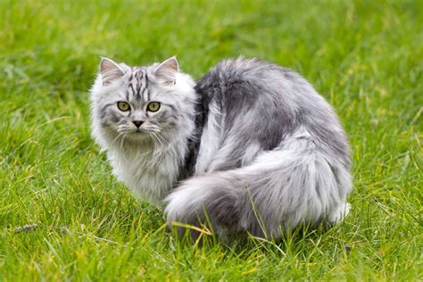 Grey Tabby Persian Cat