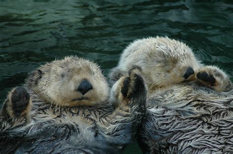 Learn which smart bracelet is the best for you and your long distance relationship. Vancouver Aquarium on Twitter: "DYK: Sea otters hold hands ...