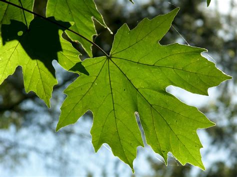 How To Grow Big Leaf Maple Trees From Cuttings Dengarden