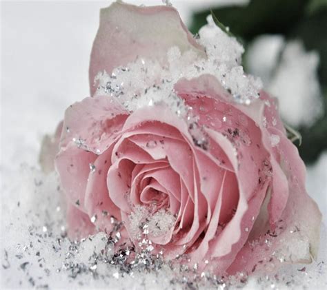 Pinkglitter Frozen Rose Flower Wallpaper Pink Roses