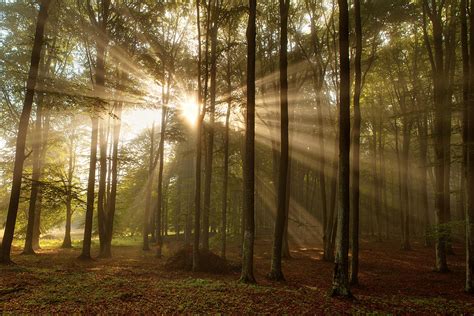 Beautiful Morning Scene In The Forest With Sun Rays And Fog Photograph
