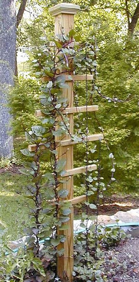 Easy Diy Garden Trellis Ideas Vertical Growing Structures In