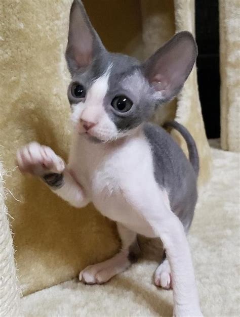 Cornish Rex Cats For Sale Fort Worth Tx 301022