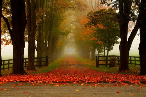 Hd Wallpaper Nature Forest Park Trees Leaves Colorful Road