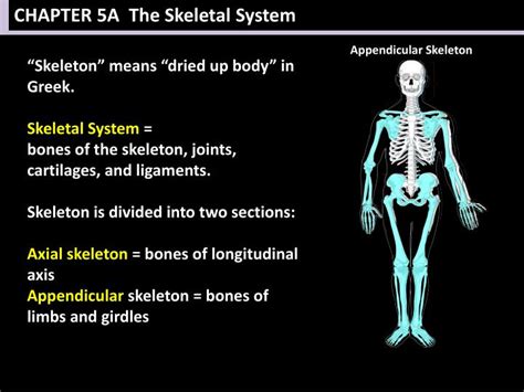 Ppt Chapter 5a The Skeletal System Powerpoint Presentation Free