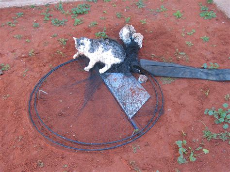 Trapping Of Feral Cats Using Soft Net Traps Pestsmart