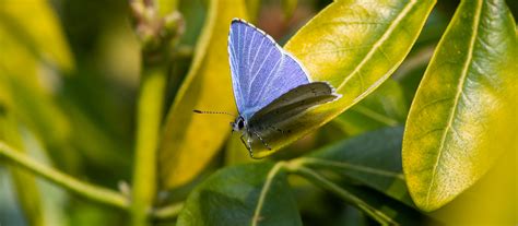 Butterfly Conservation Warwickshire Saving Butterflies