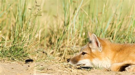 Swift Fox Conservation Project Colorado Outdoors Online