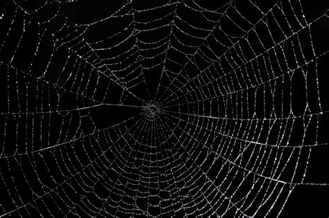 67 Spider Web Backgrounds